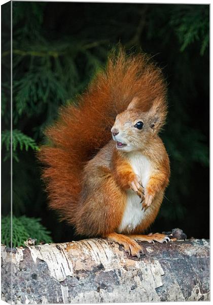Red Squirrel wonders what is going on. Canvas Print by Ian Duffield