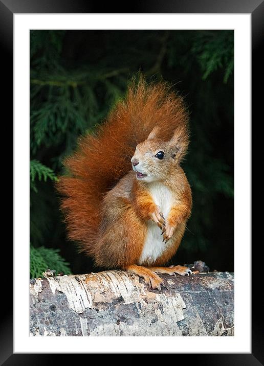 Red Squirrel wonders what is going on. Framed Mounted Print by Ian Duffield