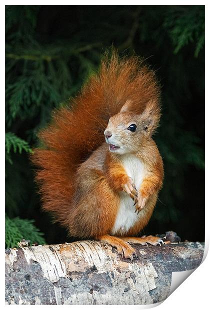 Red Squirrel wonders what is going on. Print by Ian Duffield