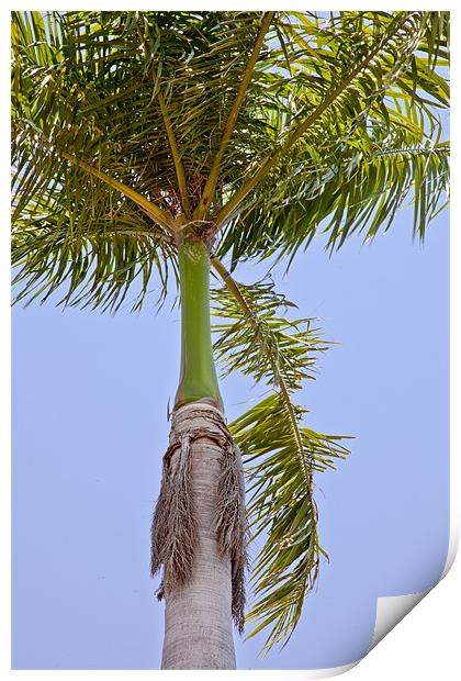 Tropical Royal Palm abstract Print by Arfabita  