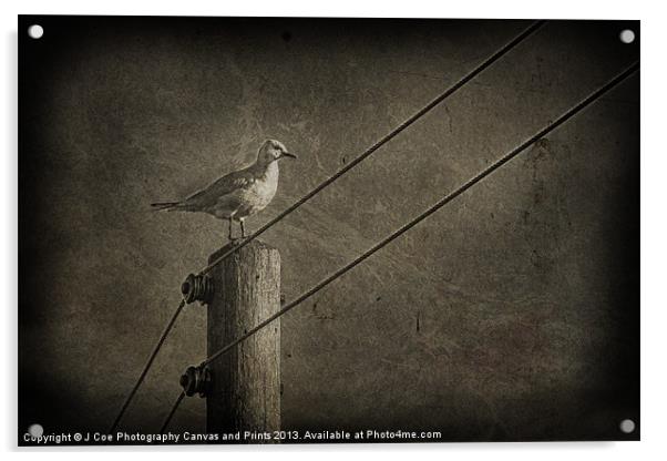 Seagull Acrylic by Julie Coe