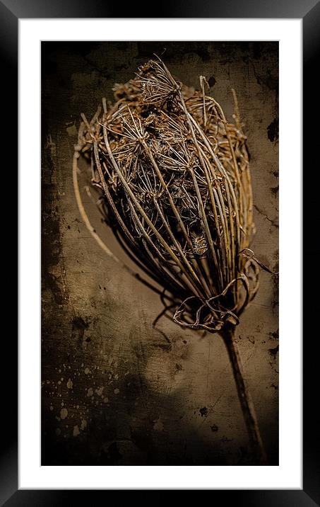 Seed Head Framed Mounted Print by nick coombs