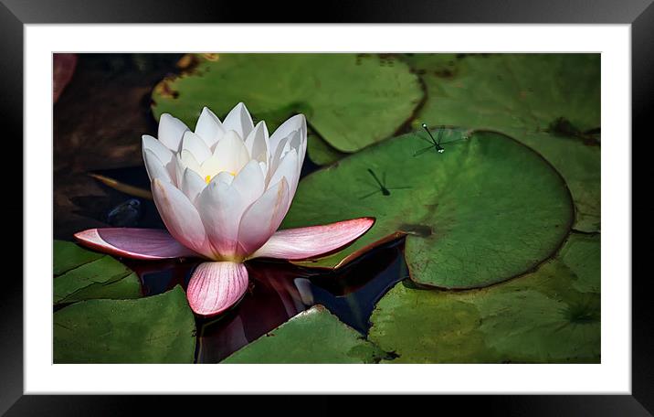 Lily and Damson fly Framed Mounted Print by nick coombs