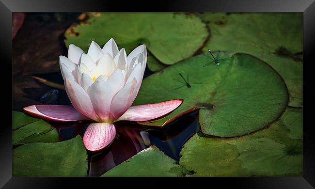 Lily and Damson fly Framed Print by nick coombs