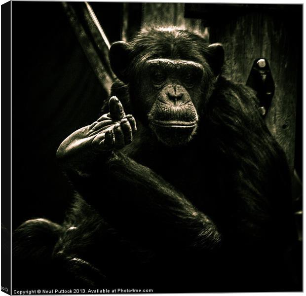 Chimp Canvas Print by Neal P