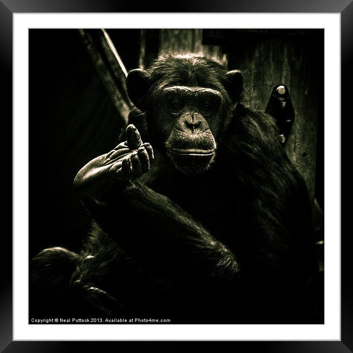 Chimp Framed Mounted Print by Neal P