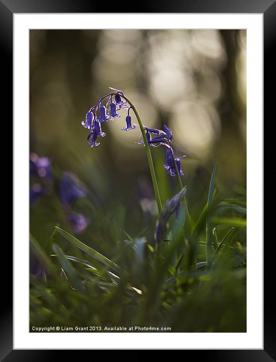 Bluebells, South Weald, Essex, UK Framed Mounted Print by Liam Grant