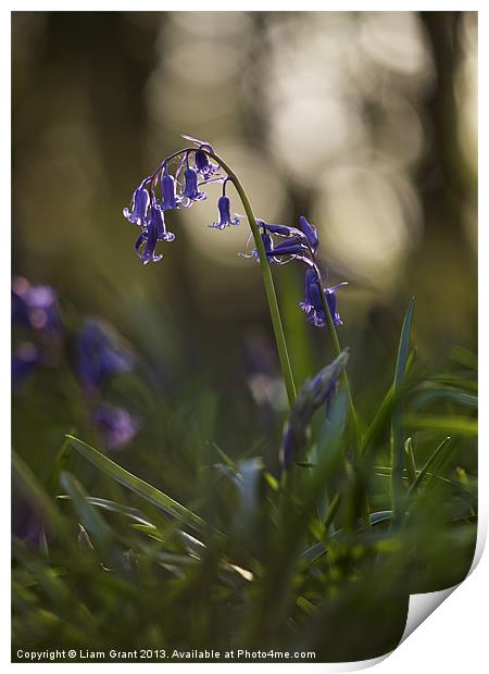Bluebells, South Weald, Essex, UK Print by Liam Grant