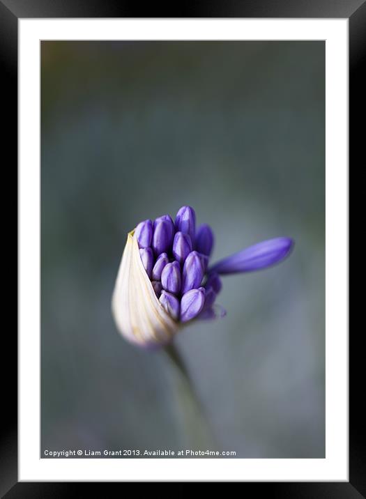 African Blue Lily (Agapanthus) growing in a garden Framed Mounted Print by Liam Grant