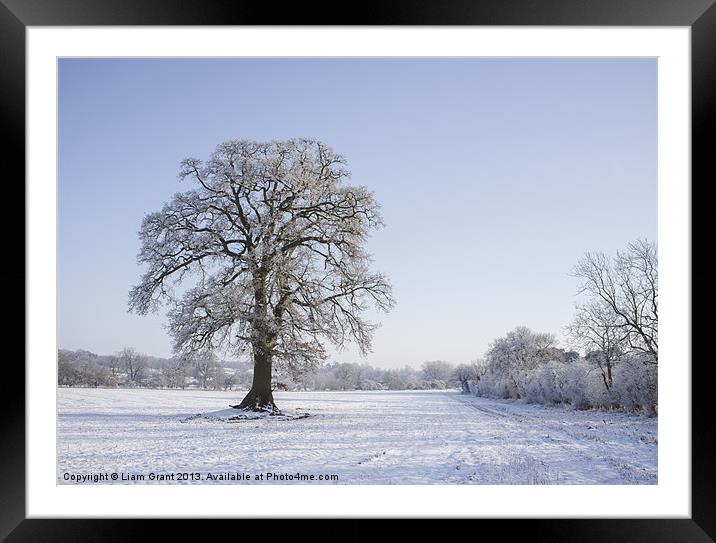 Snowy Oak Tree. Hilborough, Norfolk, UK. Framed Mounted Print by Liam Grant