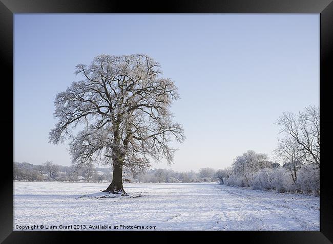 Snowy Oak Tree. Hilborough, Norfolk, UK. Framed Print by Liam Grant