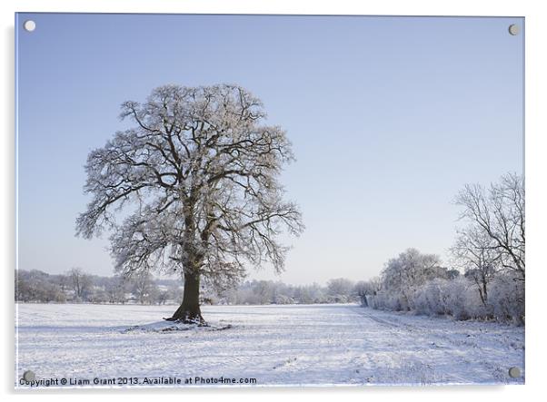 Snowy Oak Tree. Hilborough, Norfolk, UK. Acrylic by Liam Grant