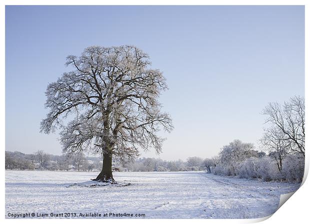 Snowy Oak Tree. Hilborough, Norfolk, UK. Print by Liam Grant