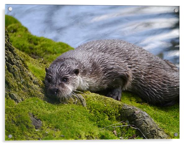 Otter Acrylic by sharon bennett