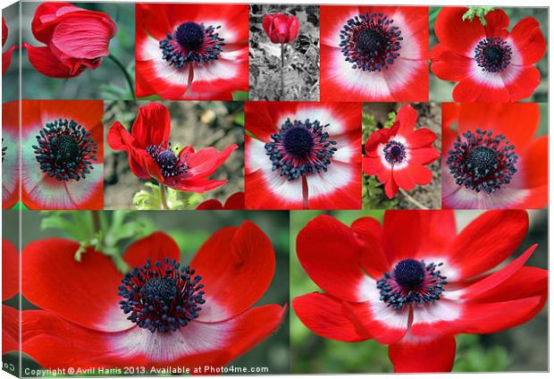 Many Anemones Canvas Print by Avril Harris