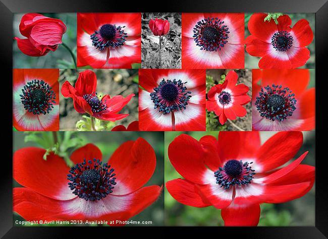 Many Anemones Framed Print by Avril Harris