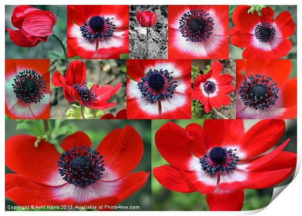 Many Anemones Print by Avril Harris