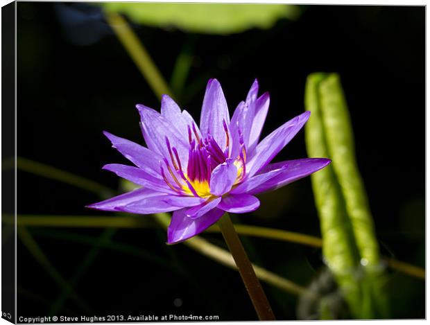 Purple water Lilly Canvas Print by Steve Hughes