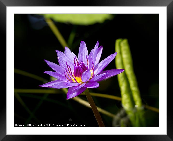 Purple water Lilly Framed Mounted Print by Steve Hughes