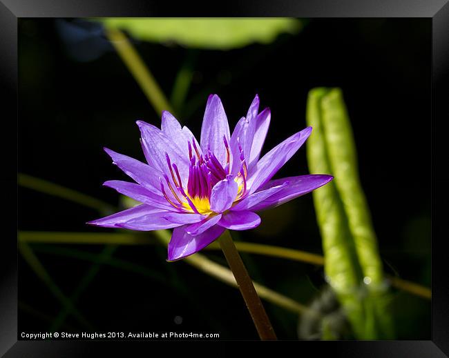 Purple water Lilly Framed Print by Steve Hughes