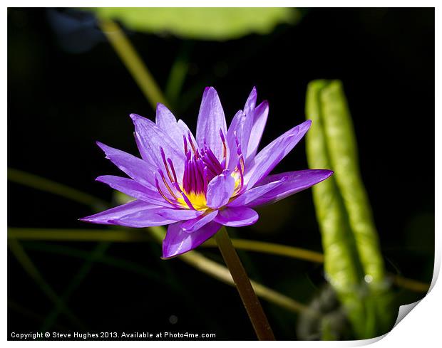 Purple water Lilly Print by Steve Hughes