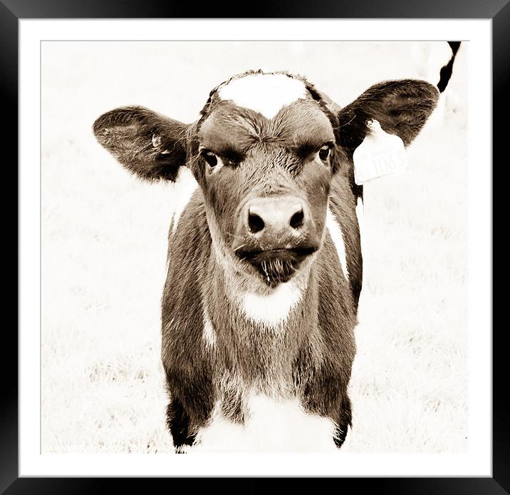 Calf Framed Mounted Print by Alexia Miles