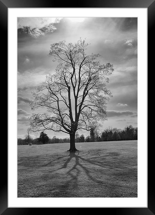 tree and shadows Framed Mounted Print by Dean Messenger