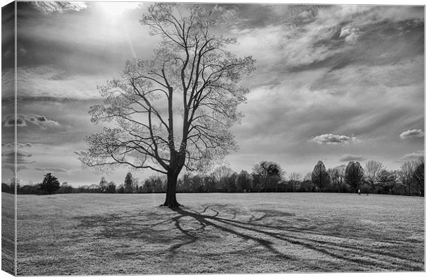 Shadows of the tree Canvas Print by Dean Messenger