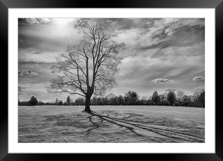 Shadows of the tree Framed Mounted Print by Dean Messenger