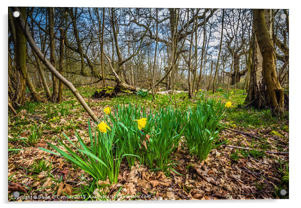 Woodland Daffodils Acrylic by Dawn O'Connor