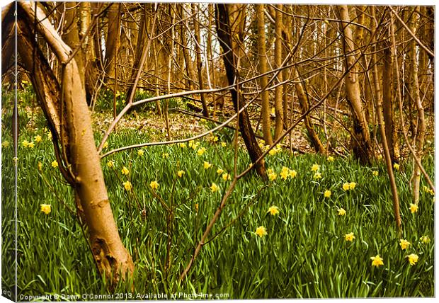 Daffodils in the Woods Canvas Print by Dawn O'Connor