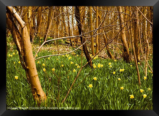 Daffodils in the Woods Framed Print by Dawn O'Connor