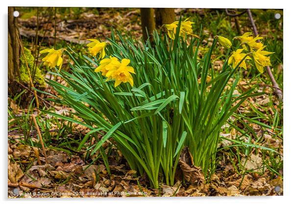 Daffodils Acrylic by Dawn O'Connor