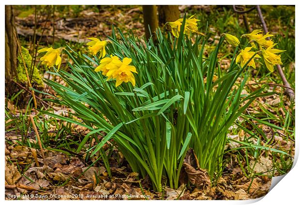 Daffodils Print by Dawn O'Connor