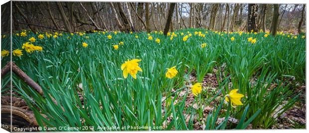 Daffodils in the Woods Canvas Print by Dawn O'Connor