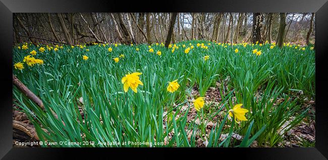 Daffodils in the Woods Framed Print by Dawn O'Connor