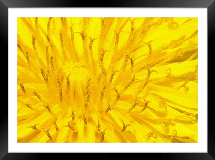 Dandelion Framed Mounted Print by Clive Eariss