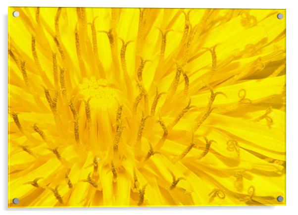 Dandelion Acrylic by Clive Eariss