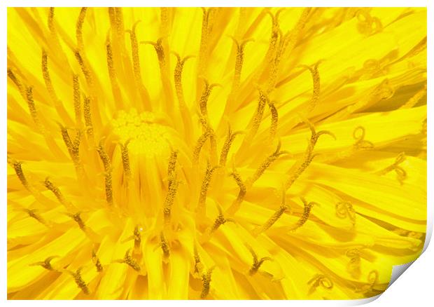 Dandelion Print by Clive Eariss