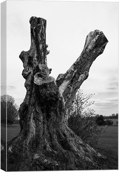 Gnarled old tree Canvas Print by Dean Messenger