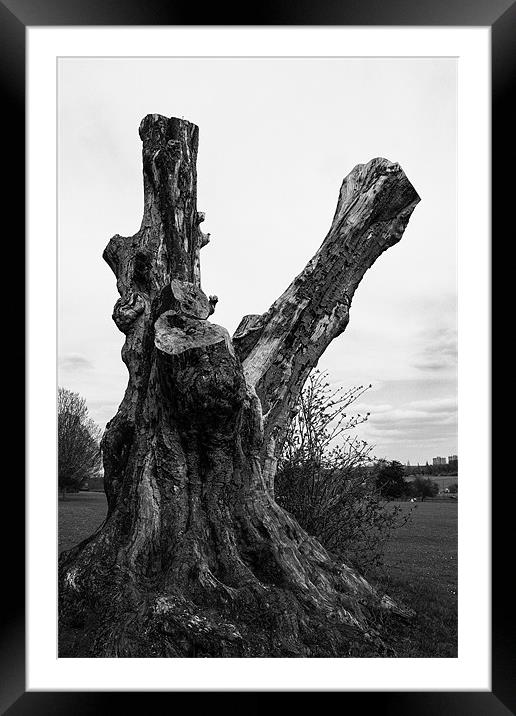 Gnarled old tree Framed Mounted Print by Dean Messenger