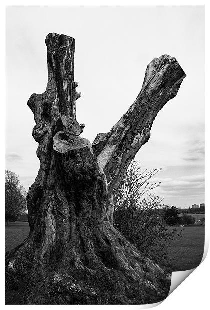 Gnarled old tree Print by Dean Messenger