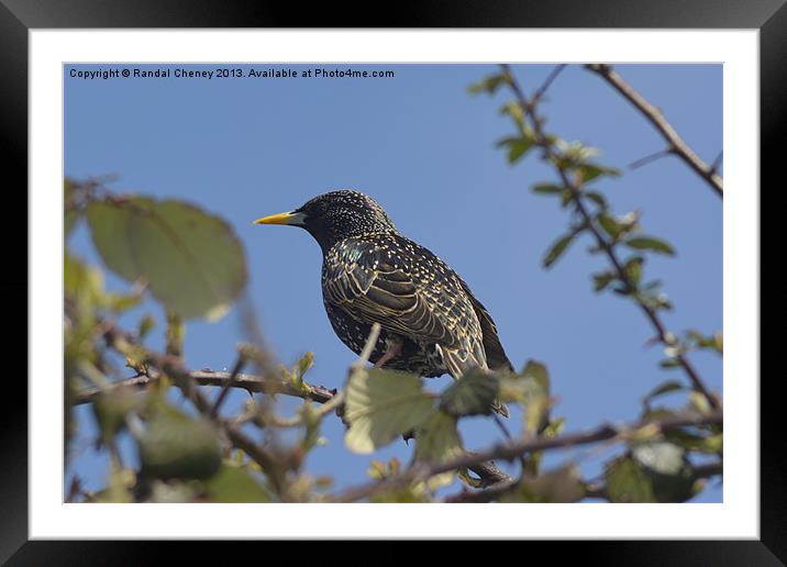 Starling on a perch Framed Mounted Print by Randal Cheney
