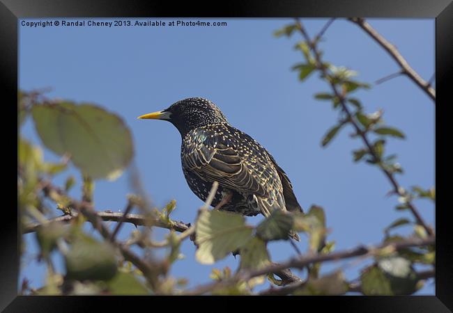 Starling on a perch Framed Print by Randal Cheney