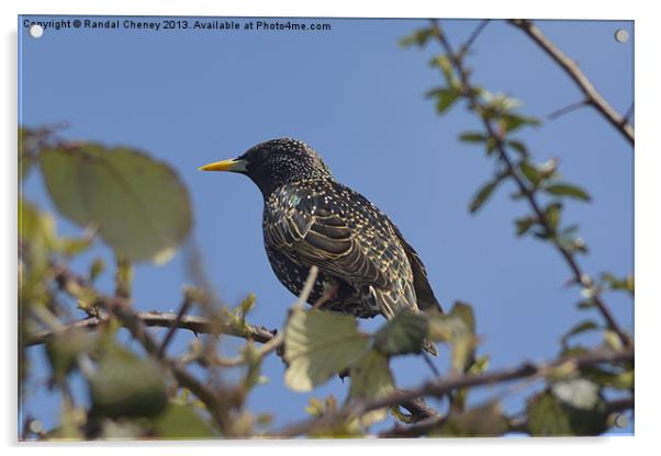 Starling on a perch Acrylic by Randal Cheney