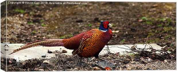 Fountains Abbey Pheasant Canvas Print by Kevin Carr