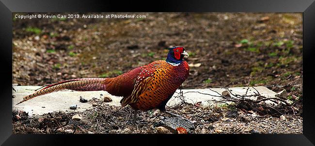Fountains Abbey Pheasant Framed Print by Kevin Carr