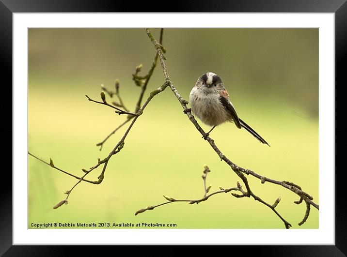 Beautiful Long Tailed Tit Framed Mounted Print by Debbie Metcalfe