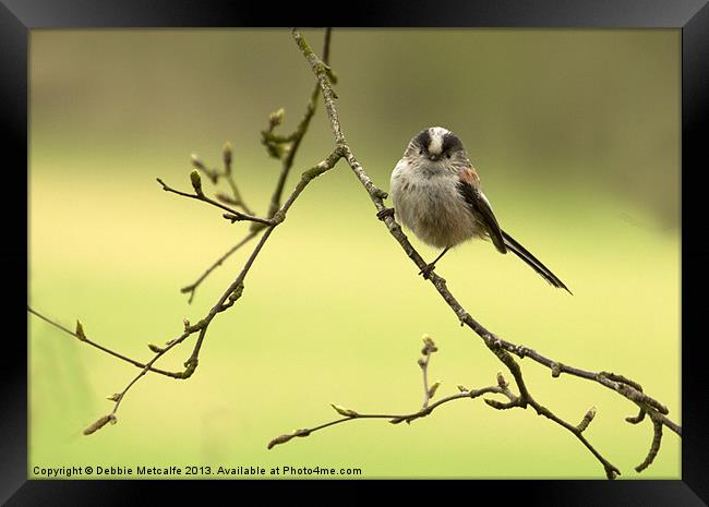Beautiful Long Tailed Tit Framed Print by Debbie Metcalfe