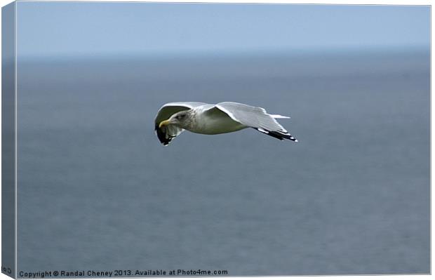 Seagull in flight Canvas Print by Randal Cheney